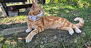 Simba participe au concours pour gagner de l'argent avec cette photo : animal, bench, cat, collar, daylight, feline, forest, grass, leaf, moss, nature, orange_tabby, outdoor, pet, relaxing, rock, scenery, sunlight, tree, wildlife