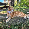 Simba participe au concours pour gagner de l'argent avec cette photo : cat, orange_tabby, animal, outdoor, grass, rock, bench, tree, nature, collar, sunlight, forest, leaf, moss, pet, relaxing, daylight, wildlife, feline, scenery