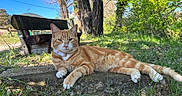 Simba a rejoint le concours — aidez-le/la à gagner de superbes lots ! cat, ginger_cat, tabby, outdoor, nature, bench, tree, grass, stone, sunlight, relaxed, animal, pet, mammal, daytime, greenery, park, resting, collar, feline