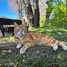 cat, ginger_cat, tabby, outdoor, nature, bench, tree, grass, stone, sunlight, relaxed, animal, pet, mammal, daytime, greenery, park, resting, collar, feline
