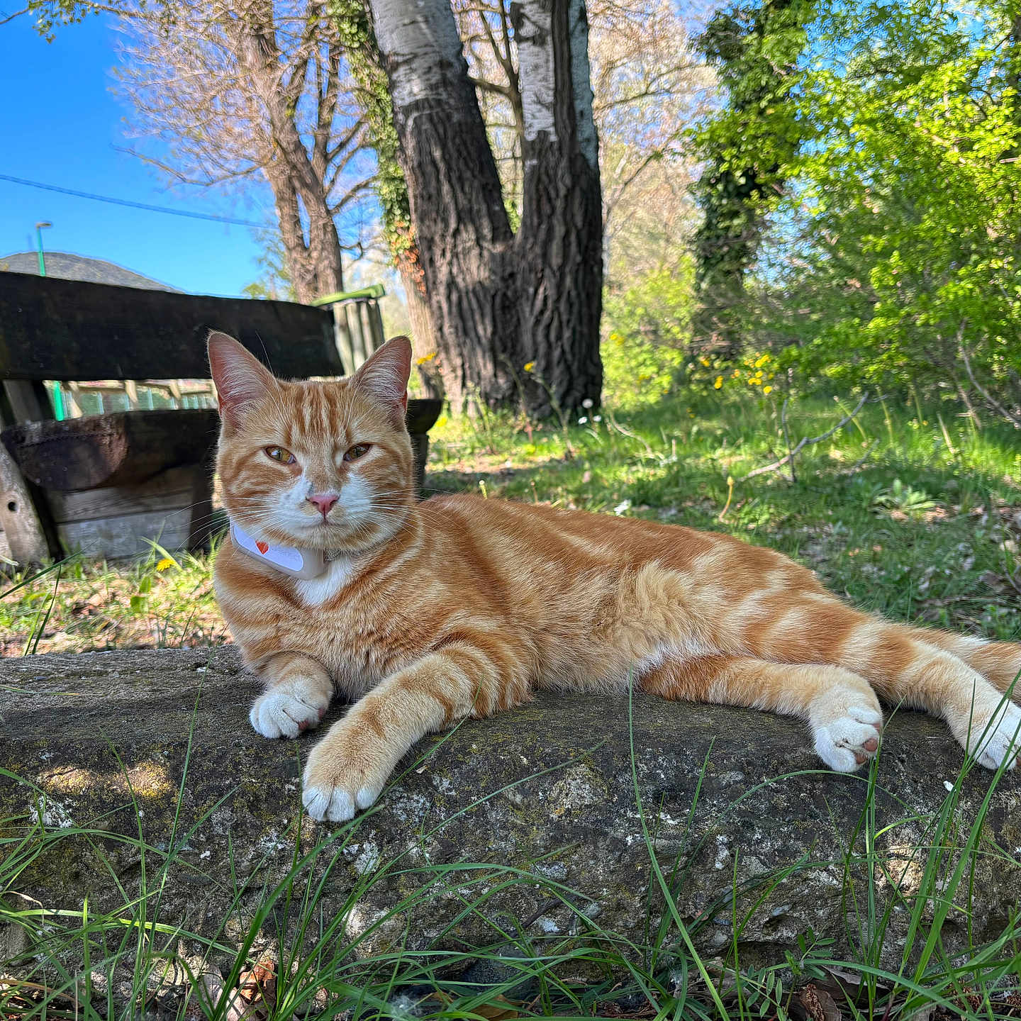 Simba a rejoint le concours — aidez-le/la à gagner de superbes lots ! cat, ginger_cat, tabby, outdoor, nature, bench, tree, grass, stone, sunlight, relaxed, animal, pet, mammal, daytime, greenery, park, resting, collar, feline