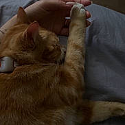 Simba participe au concours pour gagner de l'argent avec cette photo : animal, bed, blanket, calm, cat, closeup, comfort, cozy, fur, gentle, hand, human, indoor, orange_tabby, paw, pet, relaxation, resting, sleepy, touch