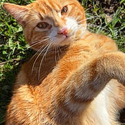 Simba a rejoint le concours — aidez-le/la à gagner de superbes lots ! cat, ginger_cat, orange_fur, animal, pet, outdoor, grass, sunlight, relaxed, whiskers, ears, feline, nature, close_up, cute, mammal, daylight, portrait, domestic_cat, playing