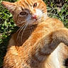 cat, ginger_cat, orange_fur, animal, pet, outdoor, grass, sunlight, relaxed, whiskers, ears, feline, nature, close_up, cute, mammal, daylight, portrait, domestic_cat, playing