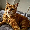 Simba participe au concours pour gagner de l'argent avec cette photo : animal, bed, blanket, cat, closeup, cozy, cute, domestic_cat, feline, fur, home, indoor, looking, orange_tabby, pet, portrait, relaxed, resting, soft_light, whiskers