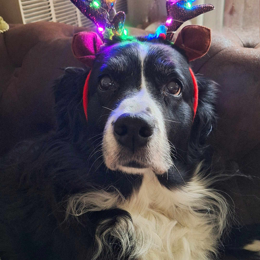 Zara a rejoint le concours — aidez-le/la à gagner de superbes lots ! animal, black_and_white, christmas, closeup, companion, couch, cozy, cute, decorations, dog, festive, fur, holiday, house, indoor, lights, pet, portrait, reindeer_headband, relaxed
