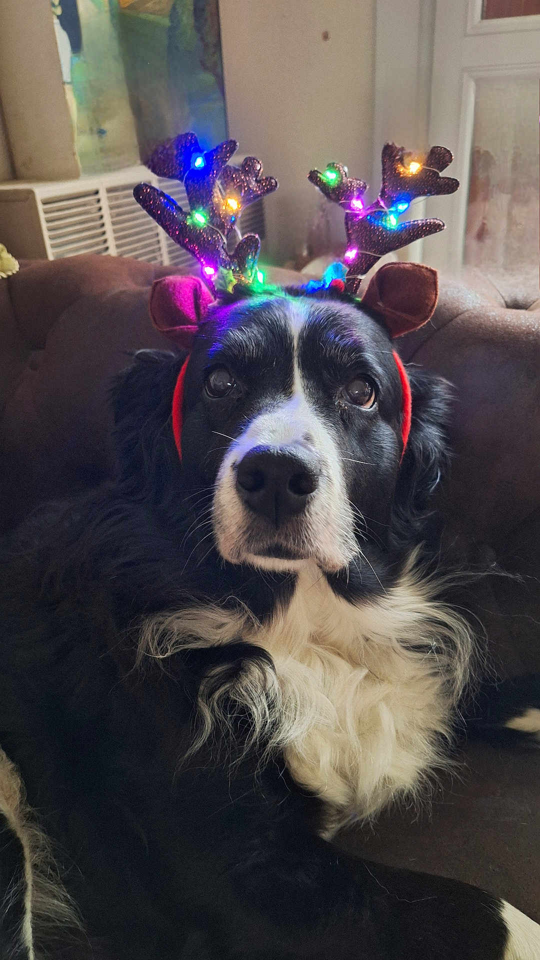 Zara a rejoint le concours — aidez-le/la à gagner de superbes lots ! dog, black_and_white, reindeer_headband, lights, festive, holiday, indoor, couch, pet, animal, fur, closeup, portrait, cute, christmas, decorations, relaxed, cozy, house, companion