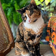Stevie Nicks is registered to the contest to win money with this photo: cat, calico, pet, animal, indoor, plant, greenery, blurred_background, feline, cute, sitting, fur, whiskers, paws, domestic_animal, portrait, cozy, decor, orange, white