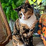 cat, calico, pet, animal, indoor, plant, greenery, blurred_background, feline, cute, sitting, fur, whiskers, paws, domestic_animal, portrait, cozy, decor, orange, white