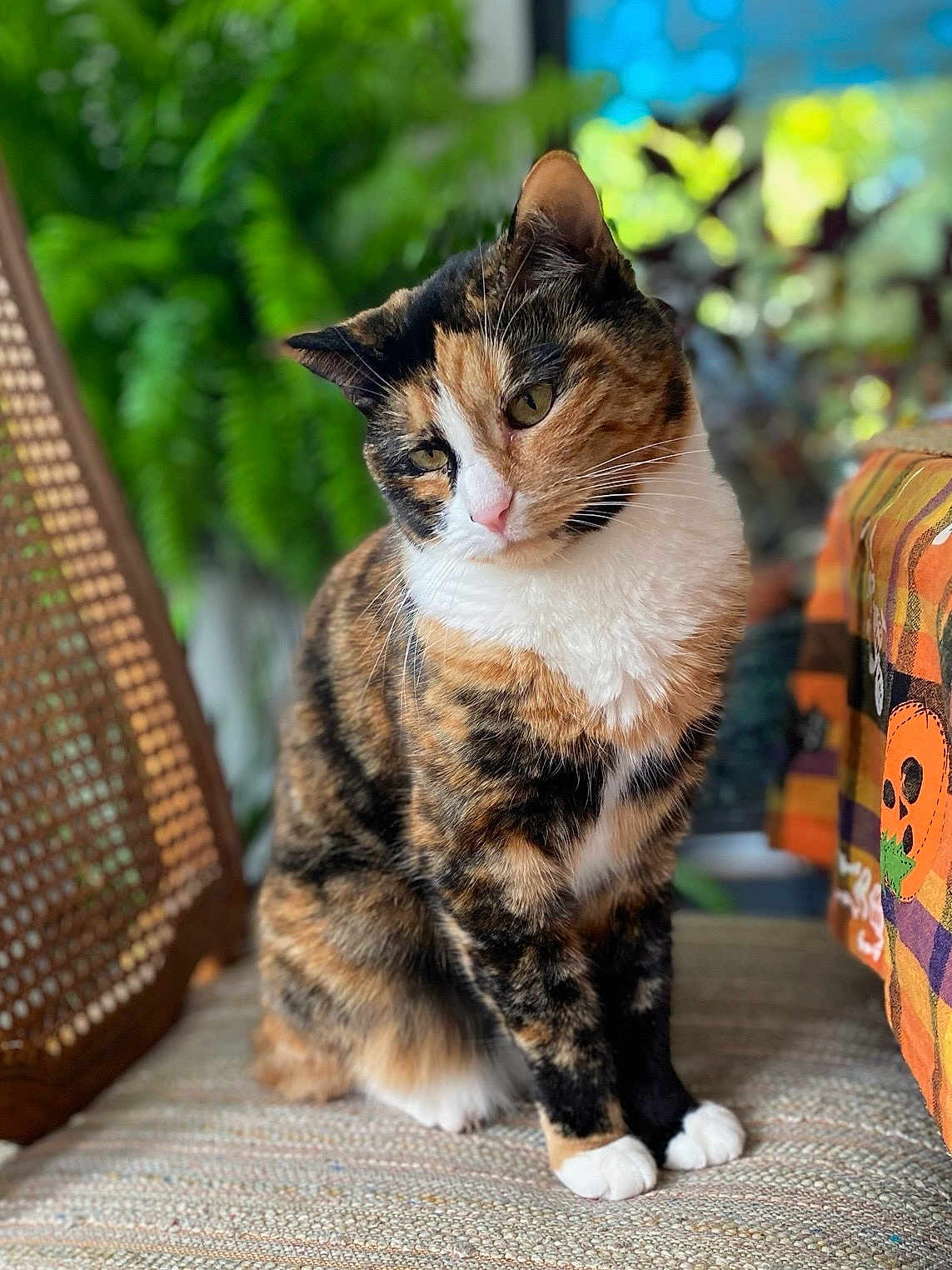 Stevie Nicks is registered to the contest to win money with this photo: cat, calico, pet, animal, indoor, plant, greenery, blurred_background, feline, cute, sitting, fur, whiskers, paws, domestic_animal, portrait, cozy, decor, orange, white