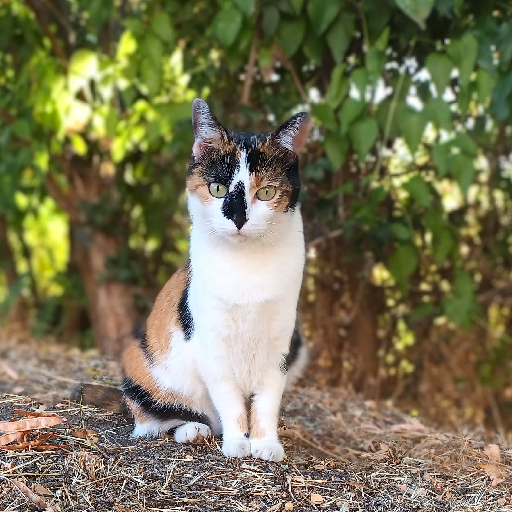 Turtle participe au concours pour gagner de l'argent avec cette photo : art, carnivore, cat, domestic_short_haired_cat, fawn, felidae, fur, grass, landscape, paw, plant, road_surface, sitting, small_to_medium_sized_cats, snout, soil, tail, terrestrial_animal, tree, whiskers