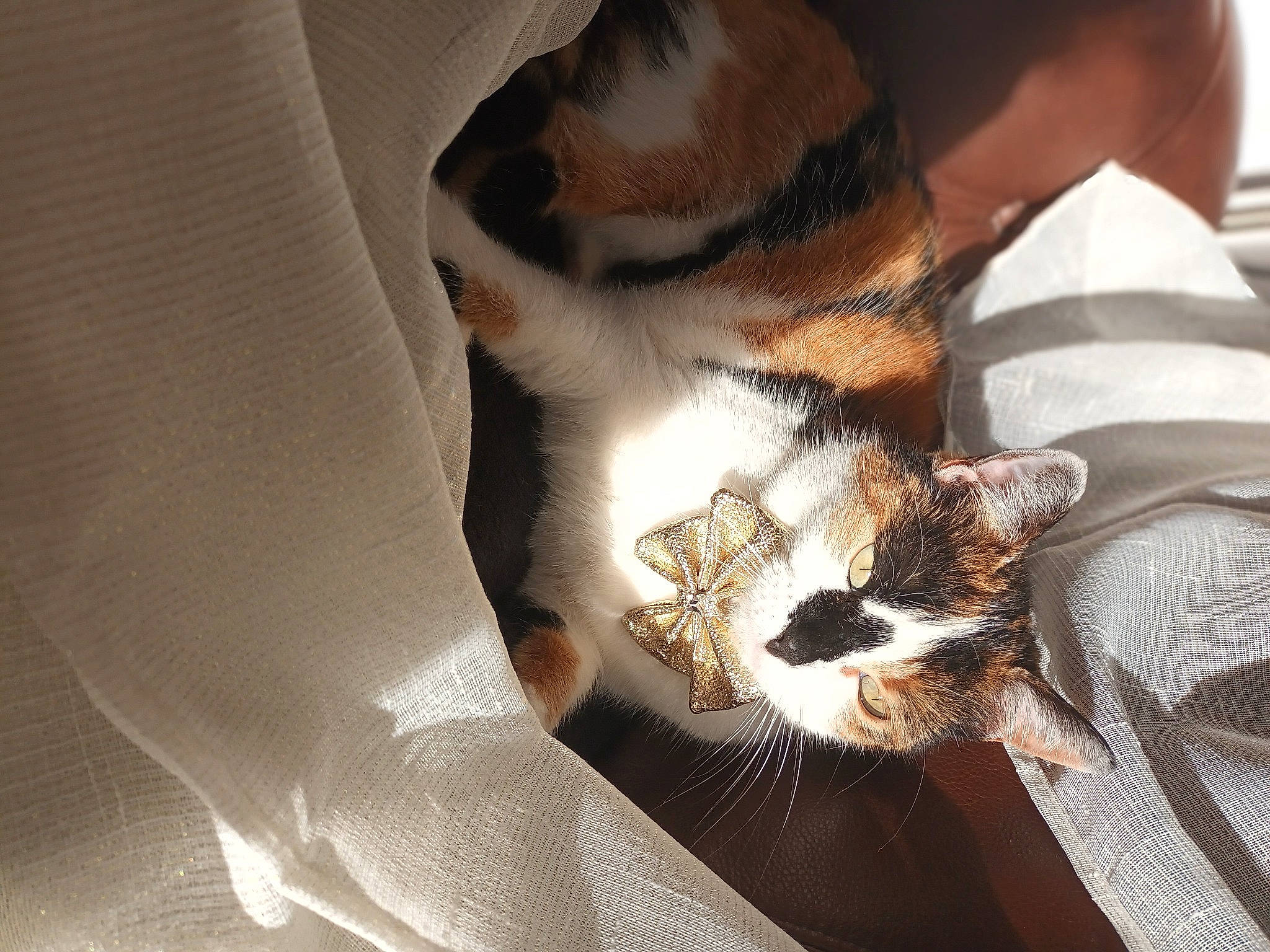 Turtle a rejoint le concours — aidez-le/la à gagner de superbes lots ! canidae, carnivore, cat, claw, comfort, companion_dog, domestic_short_haired_cat, ear, fawn, felidae, fur, human_leg, linens, nap, paw, sleep, small_to_medium_sized_cats, snout, tail, whiskers