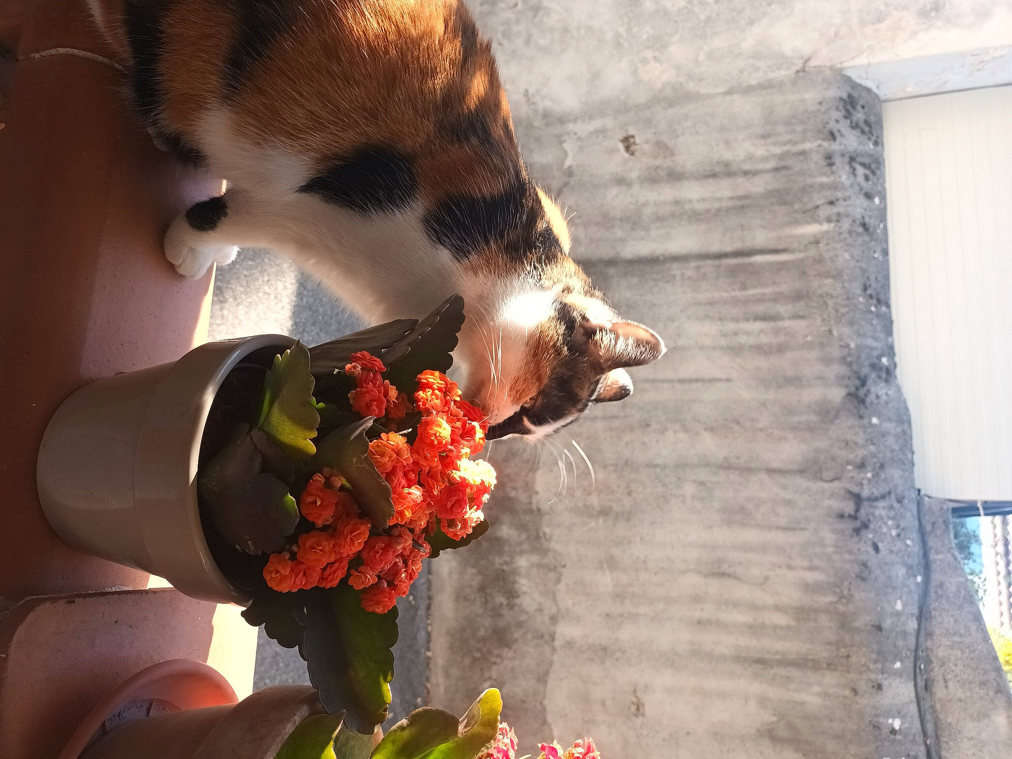 Turtle a rejoint le concours — aidez-le/la à gagner de superbes lots ! carnivore, cat, claw, cuisine, dish, domestic_short_haired_cat, eating, fast_food, felidae, flower, flower_arranging, food, fruit, ingredient, petal, plant, recipe, small_to_medium_sized_cats, tail, whiskers