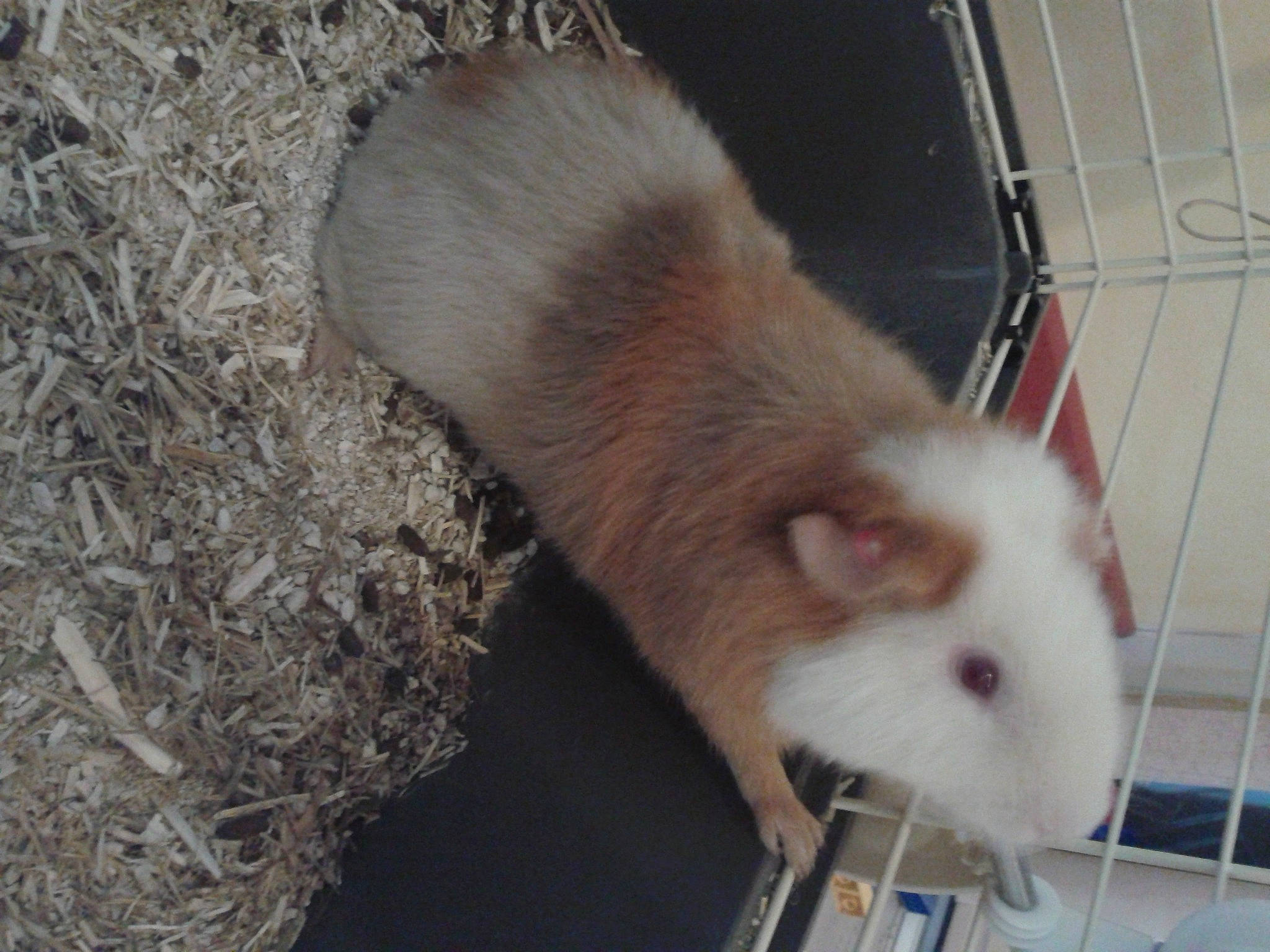 Chouquette a rejoint le concours — aidez-le/la à gagner de superbes lots ! animal_shelter, cage, claw, fawn, fur, gerbil, guinea_pig, hamster, mouse, muridae, muroidea, pest, pet_supply, rat, rodent, snout, tail, terrestrial_animal, whiskers, white_footed_mice