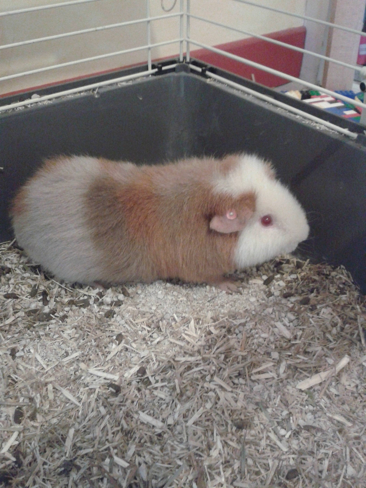 Chouquette participe au concours pour gagner de l'argent avec cette photo : animal_shelter, cage, claw, composite_material, fawn, flooring, fur, mouse, muroidea, natural_material, pest, pet_supply, rodent, snout, tail, terrestrial_animal, whiskers