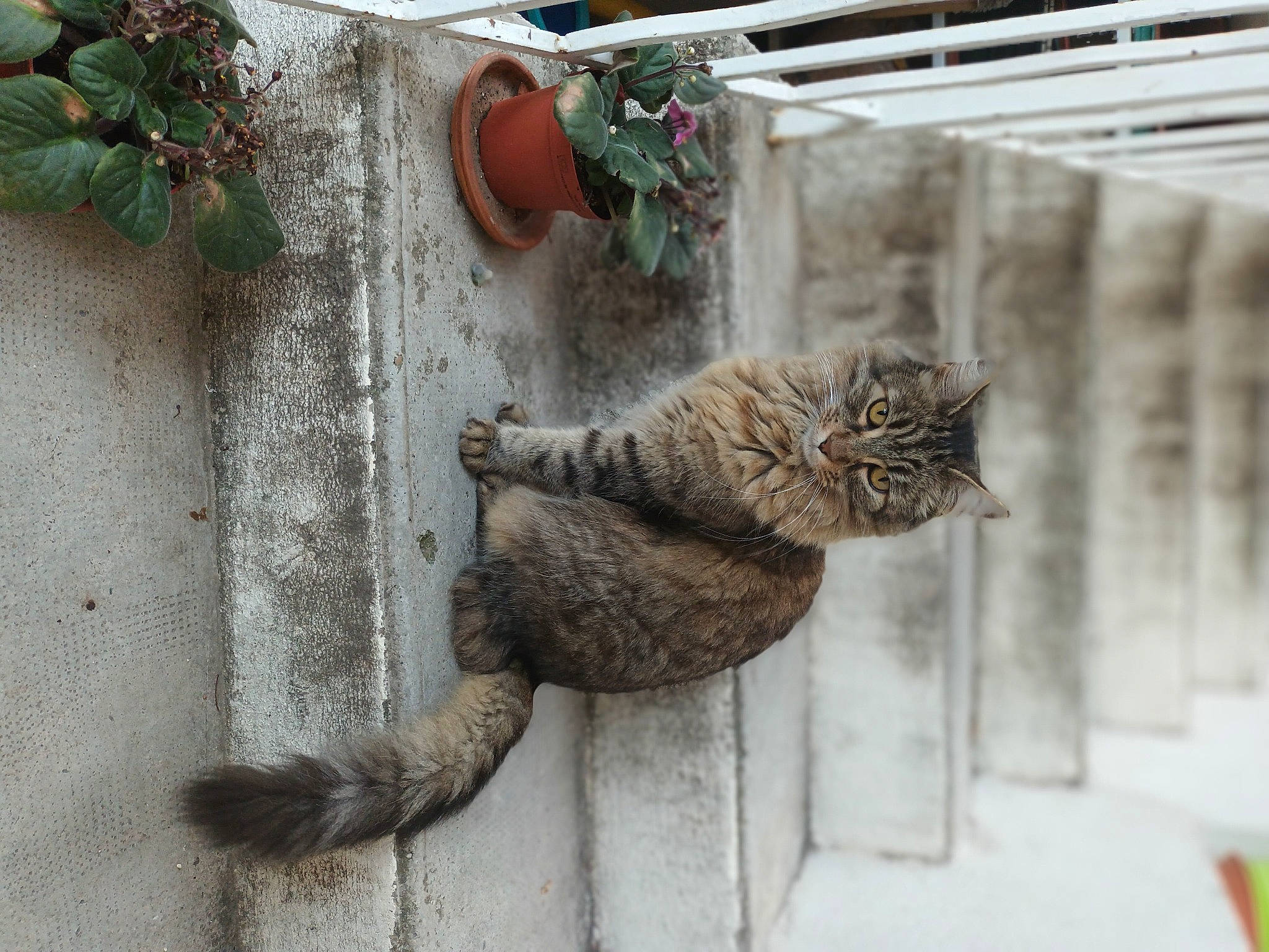 Qiù a rejoint le concours — aidez-le/la à gagner de superbes lots ! carnivore, cat, claw, domestic_short_haired_cat, fawn, felidae, fur, house, houseplant, plant, small_to_medium_sized_cats, snout, tail, terrestrial_animal, tree, trunk, whiskers, wildlife, window, wood