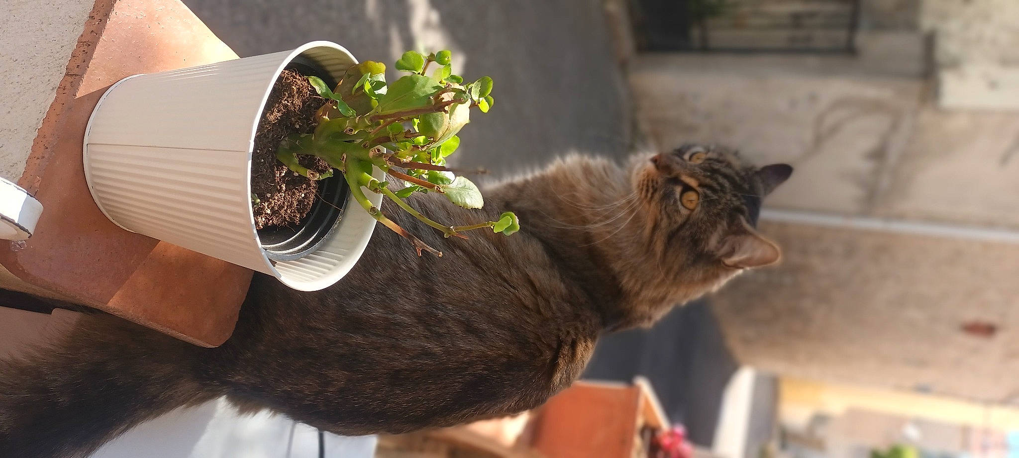 Qiù participe au concours pour gagner de l'argent avec cette photo : carnivore, cat, domestic_short_haired_cat, fawn, felidae, flowerpot, fur, grass, herb, houseplant, liver, plant, small_to_medium_sized_cats, snout, soil, tail, terrestrial_animal, whiskers, window, wood