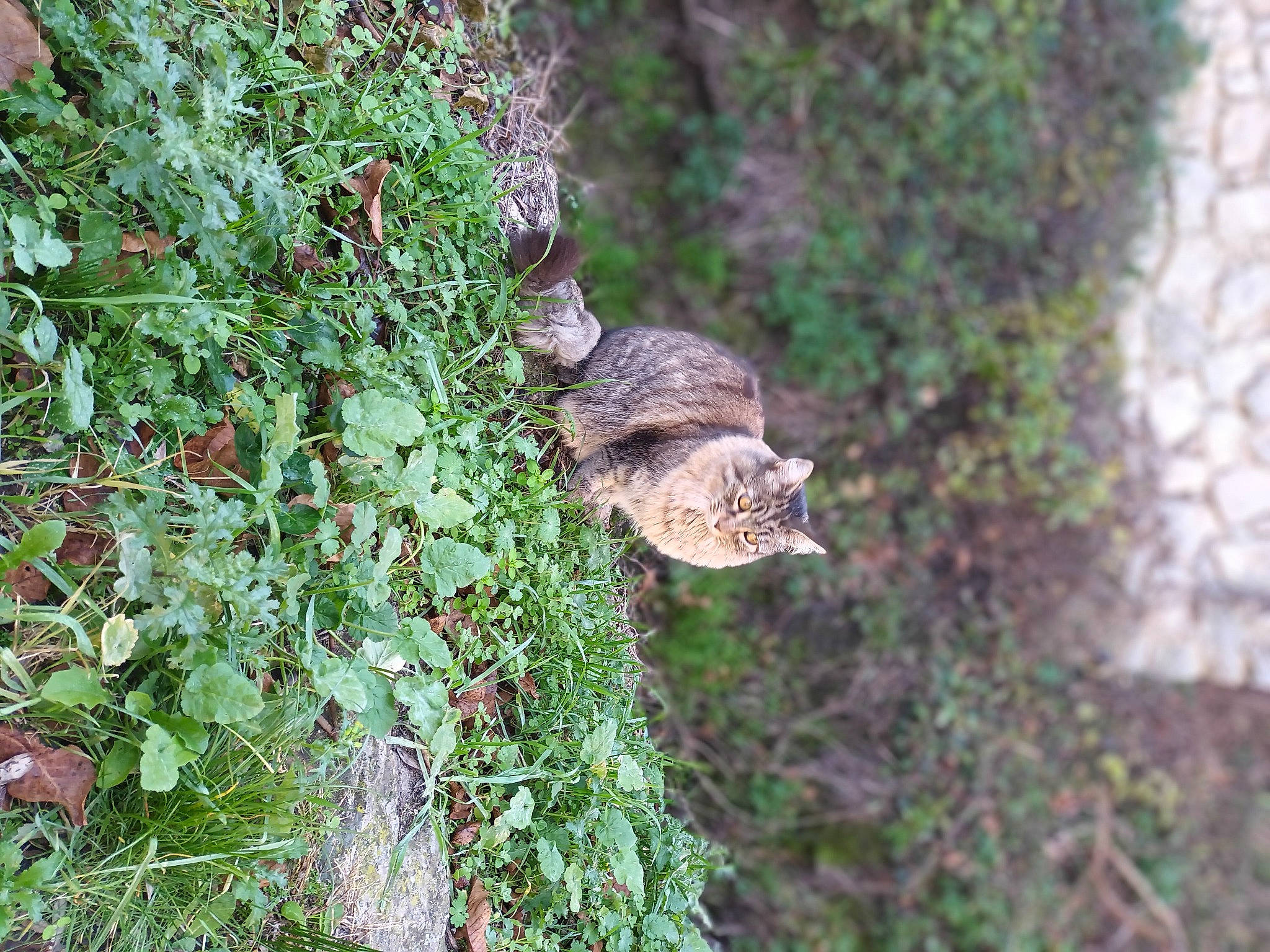 Qiù a rejoint le concours — aidez-le/la à gagner de superbes lots ! annual_plant, beak, bird, domestic_short_haired_cat, duck, felidae, flower, flowering_plant, grass, groundcover, herb, plant, small_to_medium_sized_cats, soil, subshrub, tail, terrestrial_animal, terrestrial_plant, tree, wood