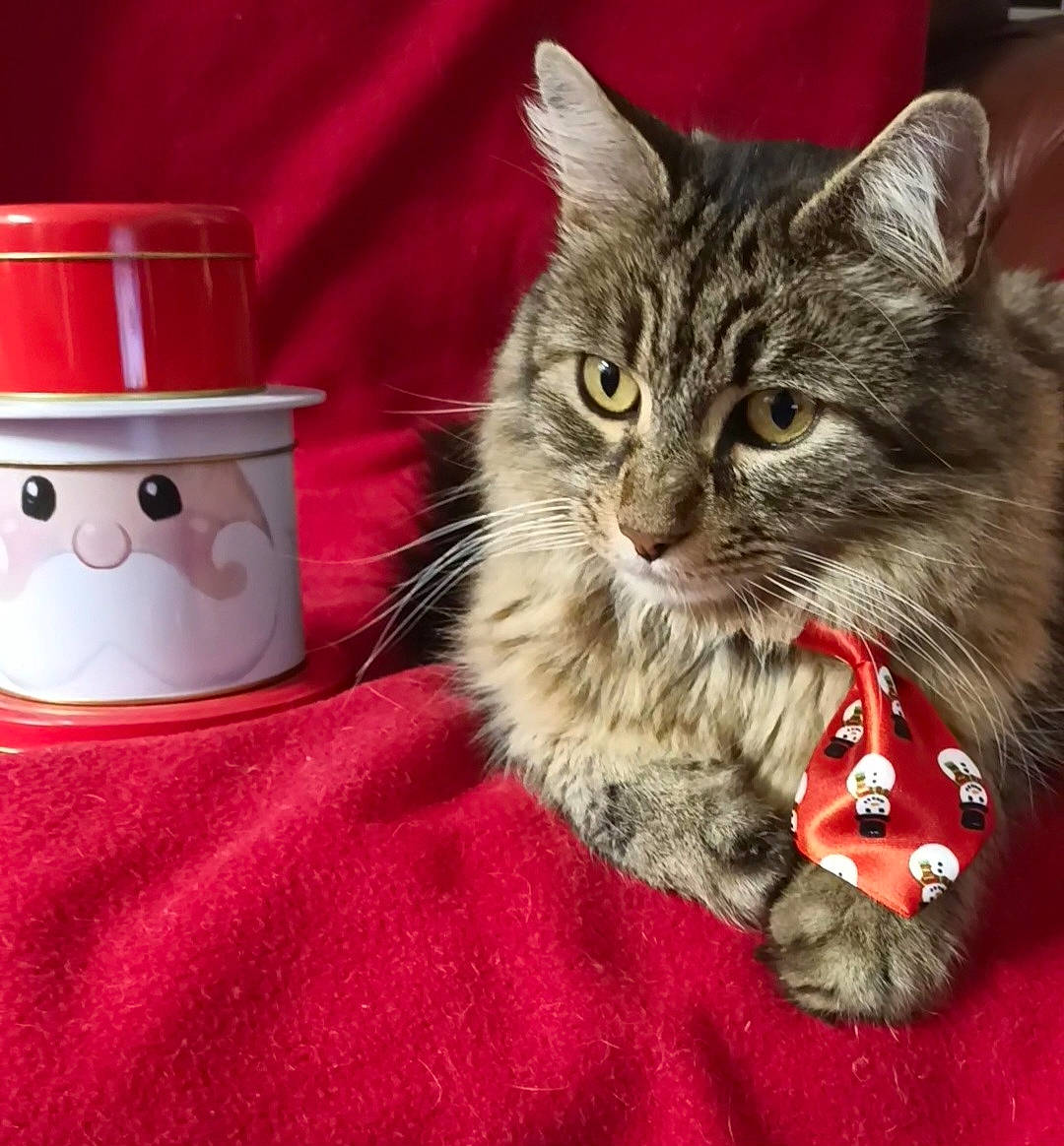 Qiù a rejoint le concours — aidez-le/la à gagner de superbes lots ! carnivore, cat, cat_supply, claw, costume_hat, cup, domestic_short_haired_cat, drinkware, felidae, fur, hat, paw, porcelain, serveware, small_to_medium_sized_cats, tableware, teapot, toy, whiskers