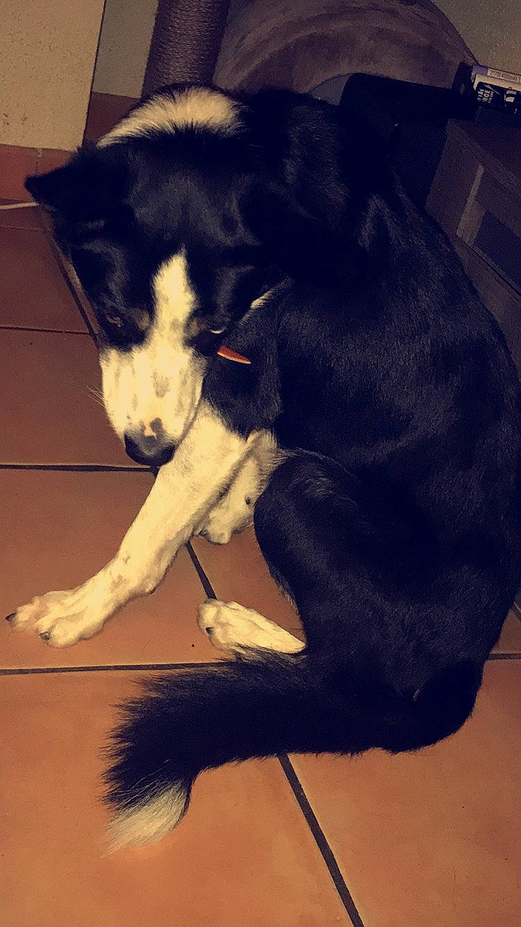 Jumper a rejoint le concours — aidez-le/la à gagner de superbes lots ! borador, border_collie, canidae, carnivore, dog, dog_breed, fur, karelian_bear_dog, laika, lapponian_herder, siberian_husky, snout, sporting_group, tail, whiskers