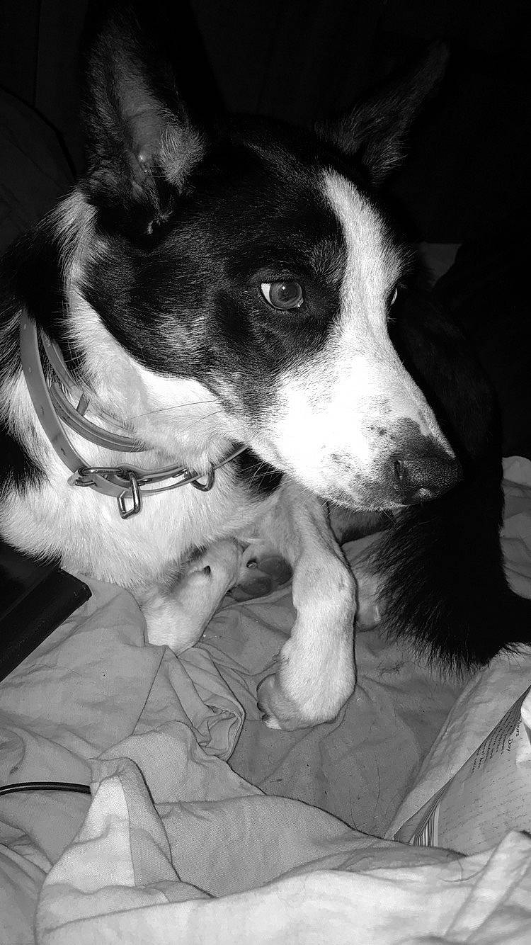 Jumper a rejoint le concours — aidez-le/la à gagner de superbes lots ! black_and_white, canidae, cardigan_welsh_corgi, carnivore, dog, dog_breed, ear, feist, fox_terrier, jaw, mammal, nose, rat_terrier, ratonero_bodeguero_andaluz, smooth_fox_terrier, snout, teddy_roosevelt_terrier, whiskers