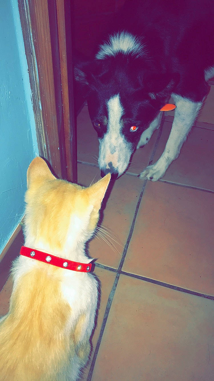 Jumper a rejoint le concours — aidez-le/la à gagner de superbes lots ! canidae, carnivore, dog, dog_breed, snout, sporting_group, tail, whiskers