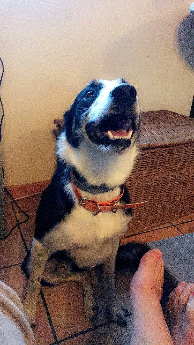 Jumper participe au concours pour gagner de l'argent avec cette photo : border_collie, canidae, carnivore, companion_dog, dog, dog_breed, mammal, siberian_husky, sporting_group, vertebrate