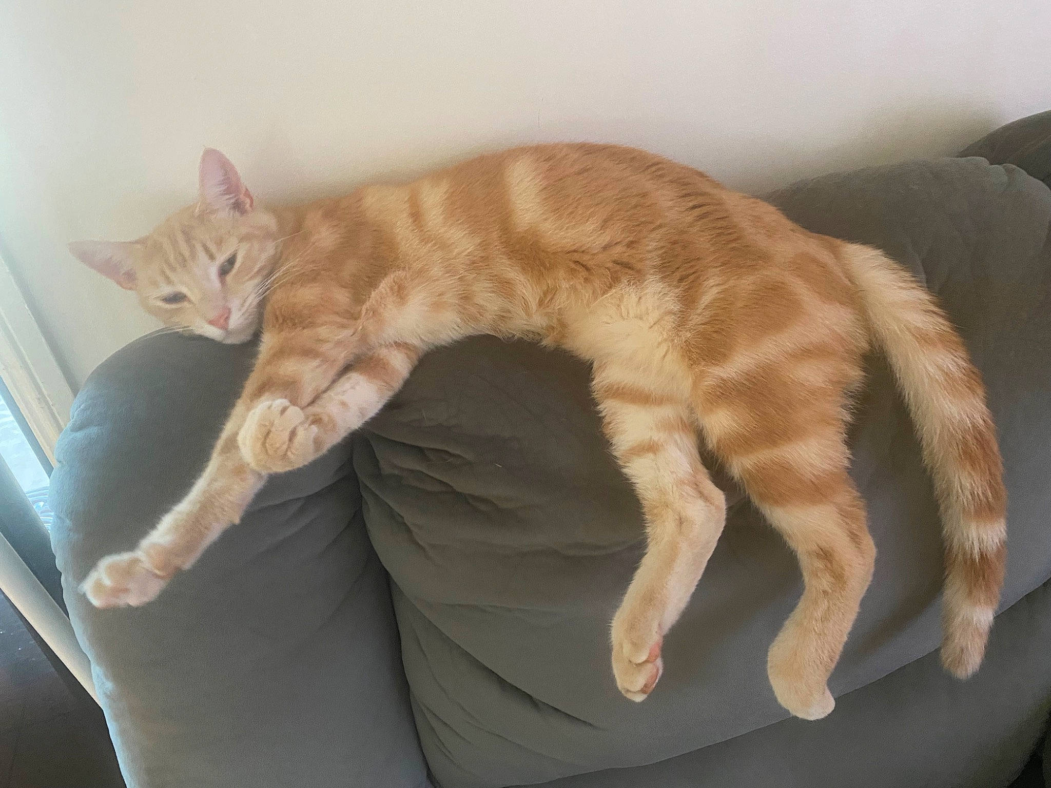 Mango joined the competition — help win amazing prizes! carnivore, cat, cat_supply, claw, comfort, domestic_short_haired_cat, fawn, felidae, foot, fur, nap, paw, small_to_medium_sized_cats, tail, terrestrial_animal, whiskers, window