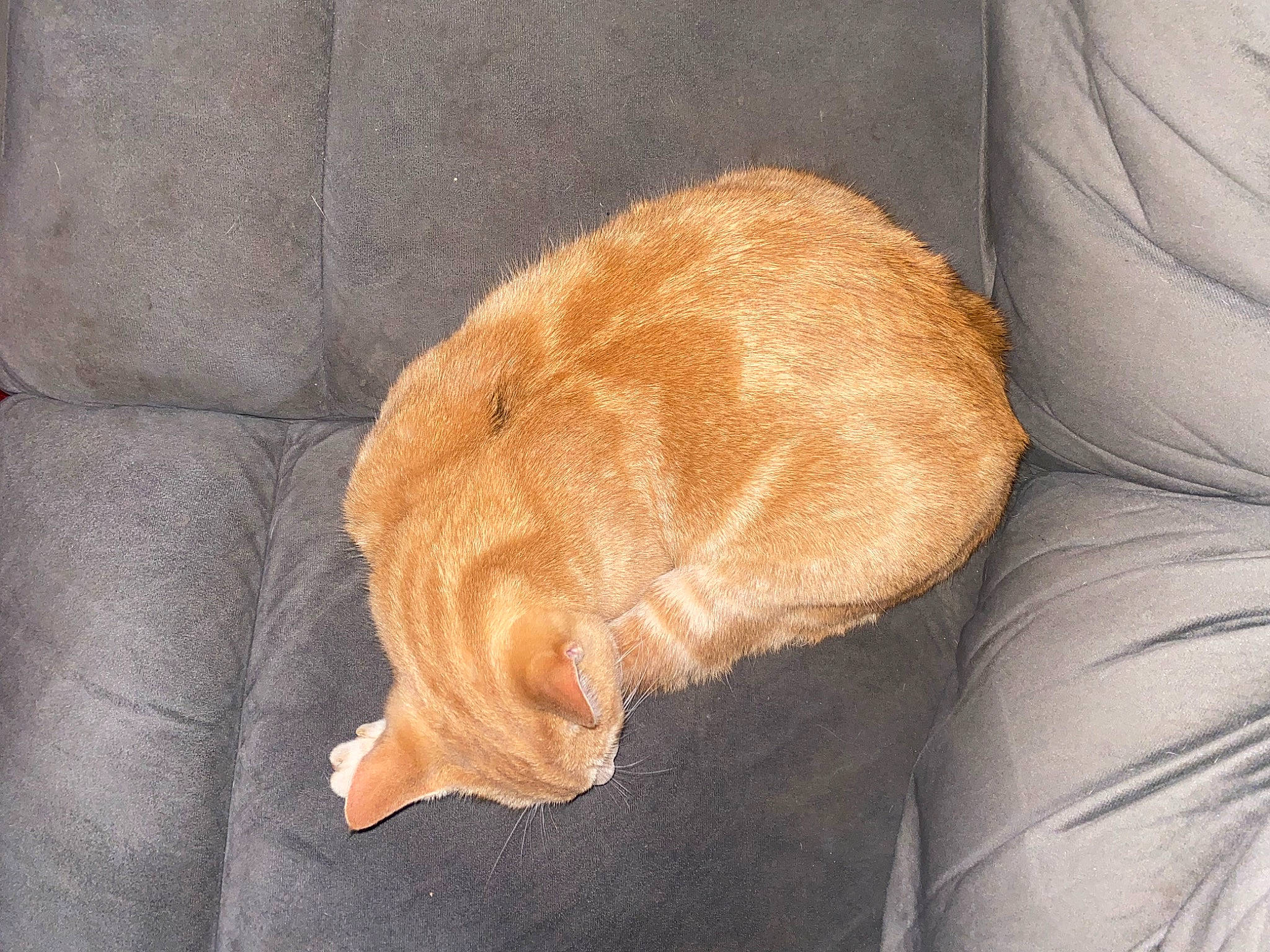 Mango joined the competition — help win amazing prizes! brown, carnivore, cat, cat_supply, comfort, dog_breed, fawn, felidae, flooring, fur, hardwood, linens, liver, nap, polar_fleece, small_to_medium_sized_cats, tail, terrestrial_animal, whiskers, wood