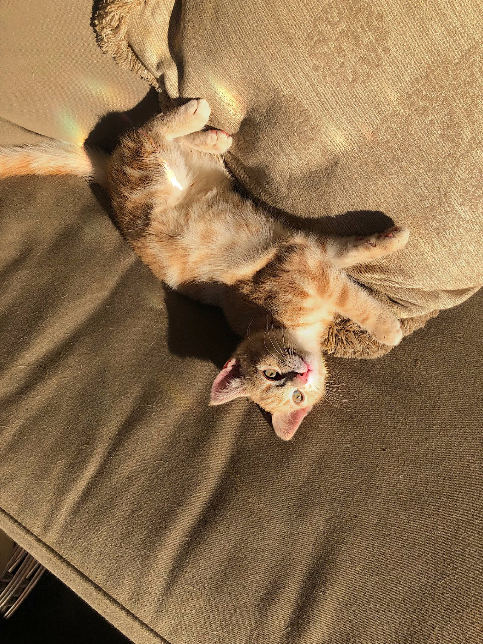 Mango is registered to the contest to win money with this photo: brown, carnivore, cat, claw, comfort, domestic_short_haired_cat, fawn, felidae, fur, grey, linens, mammal, paw, sand, small_to_medium_sized_cats, tail, tints_and_shades, vertebrate, whiskers, wood