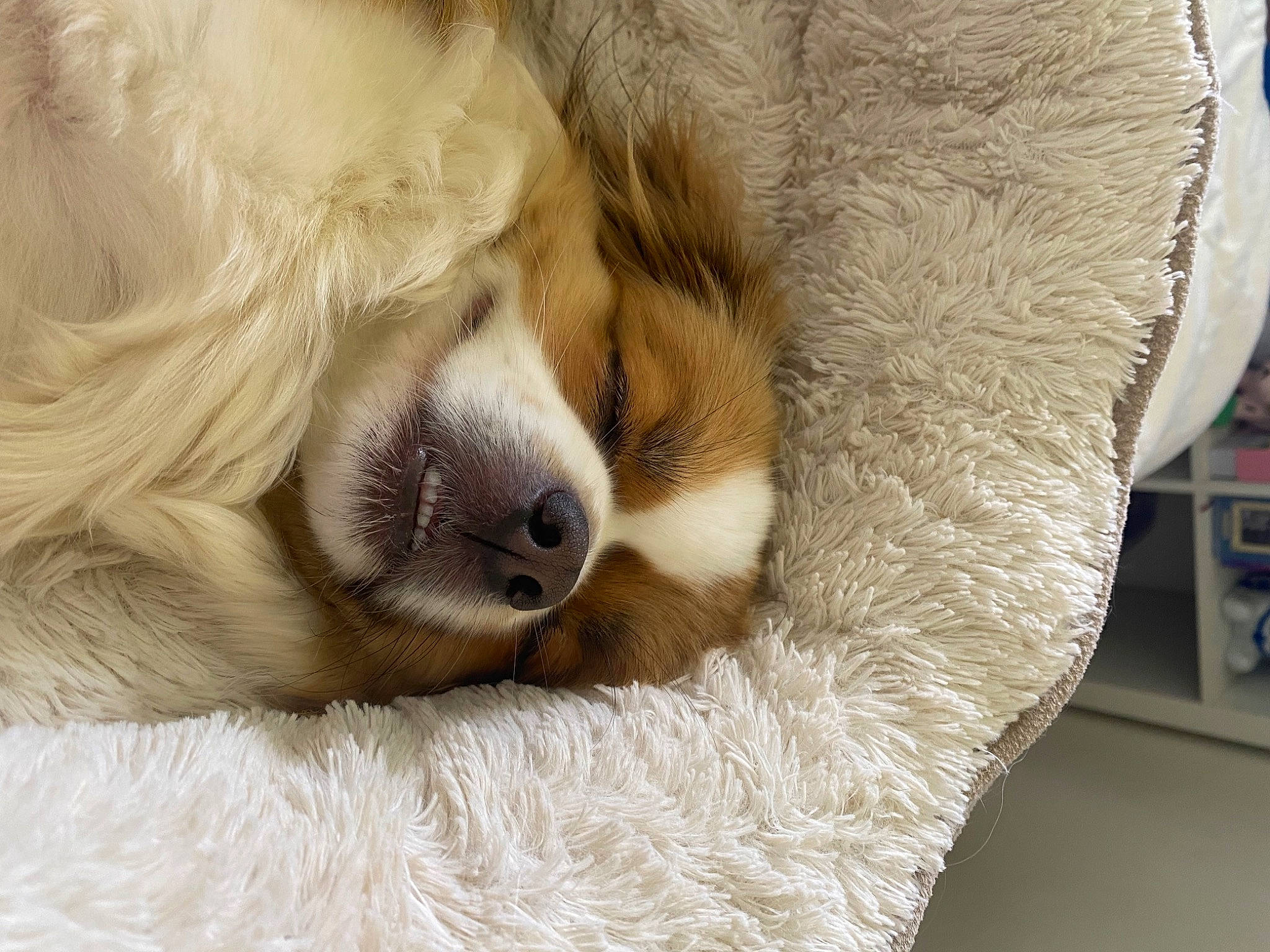 Charlie joined the competition — help win amazing prizes! canidae, carnivore, claw, comfort, companion_dog, dog, dog_breed, fawn, felidae, fur, nap, paw, retriever, sporting_group, terrestrial_animal, whiskers