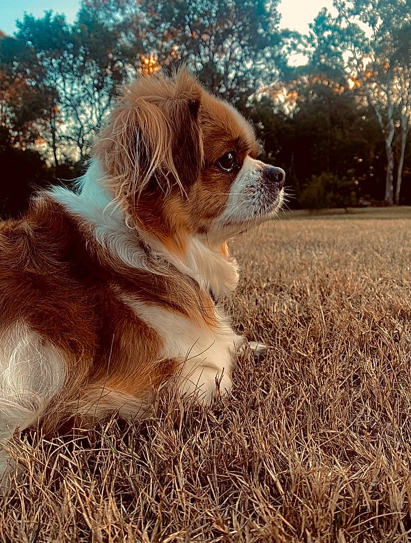 Charlie joined the competition — help win amazing prizes! carnivore, companion_dog, dog, dog_breed, fawn, fur, grass, gun_dog, liver, plant, sky, snout, sporting_group, sunglasses, tail, terrestrial_animal, tints_and_shades, tree, walking, whiskers