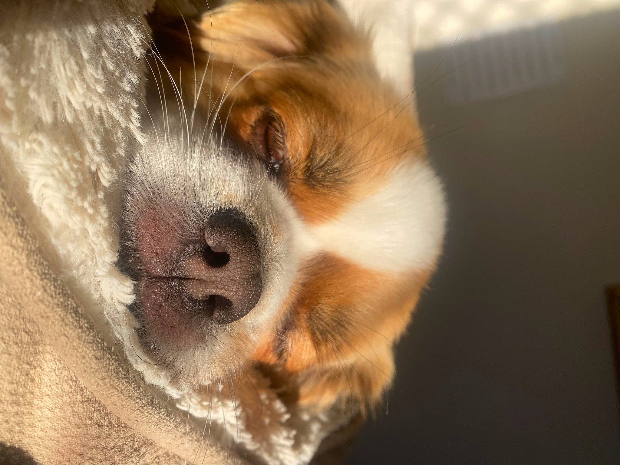 Charlie is registered to the contest to win money with this photo: bored, canidae, carnivore, cavalier_king_charles_spaniel, claw, companion_dog, dog, dog_breed, fawn, fur, liver, paw, snout, sporting_group, tail, terrestrial_animal, toy_dog, whiskers, window, wood