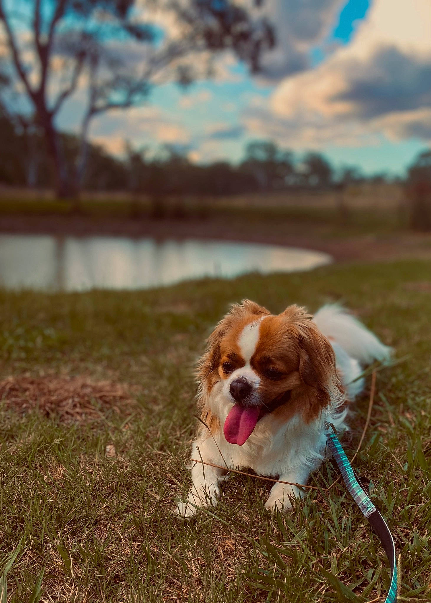 Charlie joined the competition — help win amazing prizes! carnivore, cloud, companion_dog, dog, dog_breed, fawn, grass, gun_dog, king_charles_spaniel, lake, landscape, liver, nature, plant, sky, snout, sunlight, toy_dog, tree, water