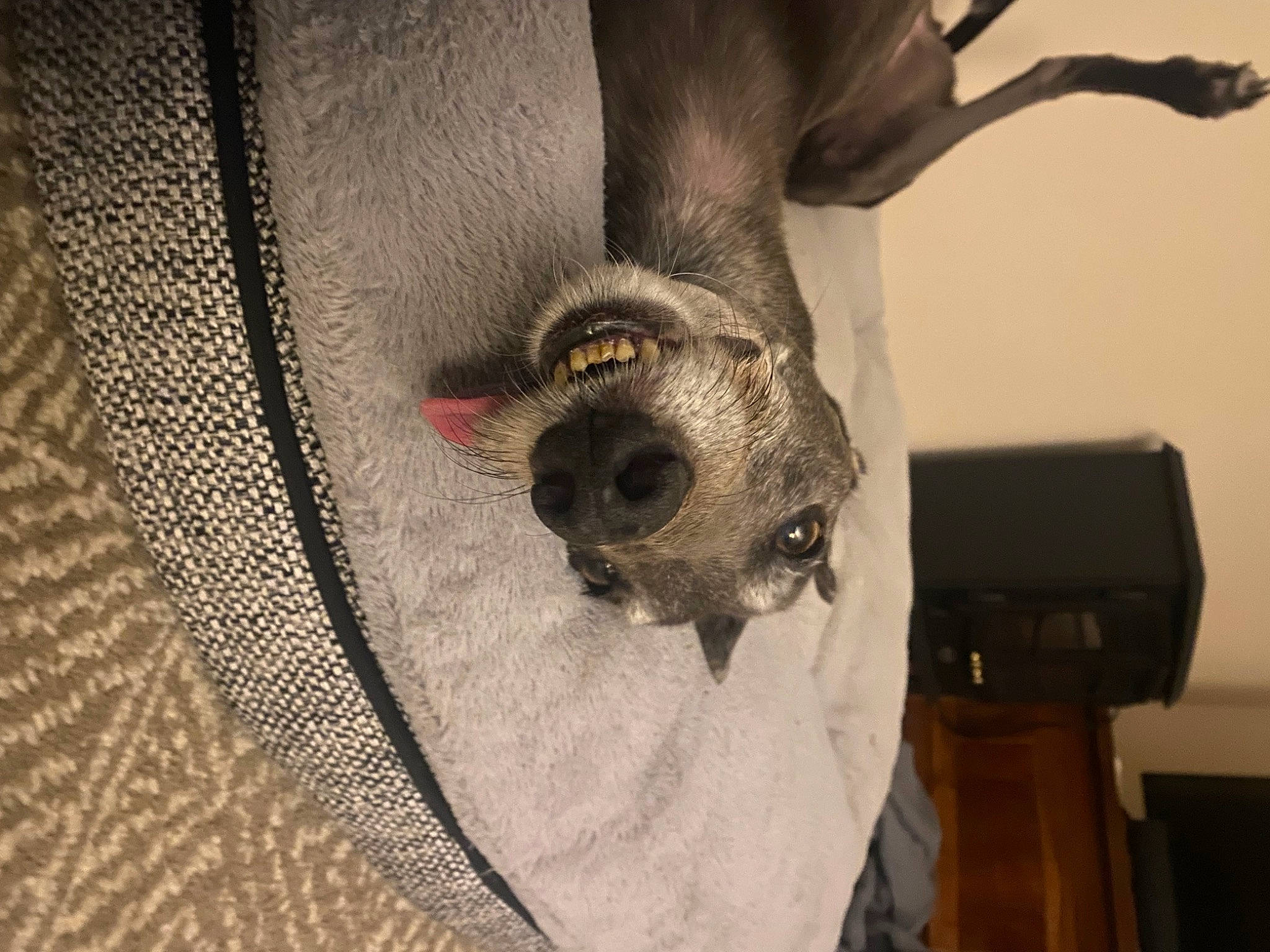 Ellie joined the competition — help win amazing prizes! bat, canidae, carnivore, comfort, dog_breed, ear, fawn, felidae, fur, grey, jaw, paw, small_to_medium_sized_cats, snout, sporting_group, tail, tree, whiskers, wildlife, wood