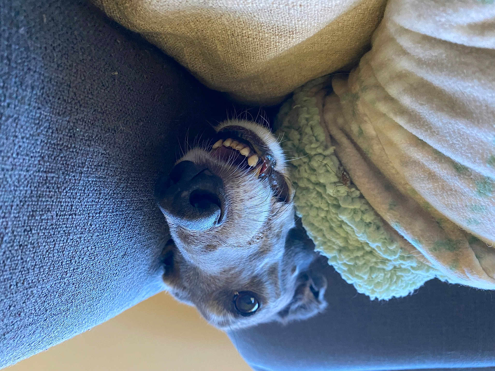 Ellie