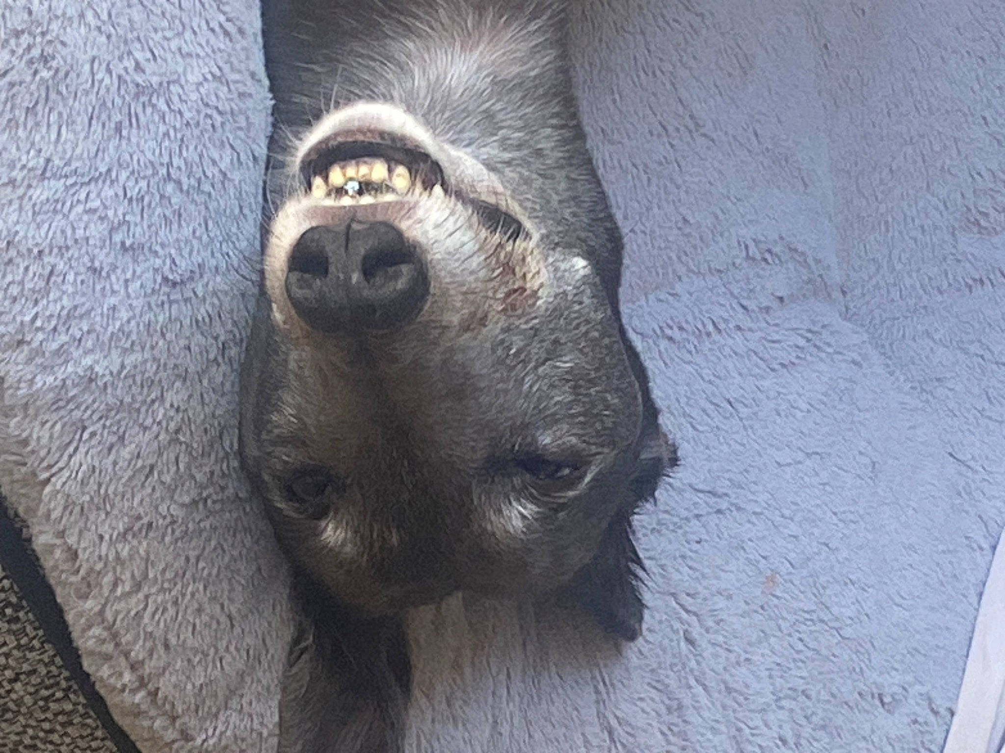 Ellie joined the competition — help win amazing prizes! canidae, carnivore, claw, dog, dog_breed, electric_blue, fur, grey, paw, snout, sporting_group, street_dog, terrestrial_animal, whiskers, working_animal