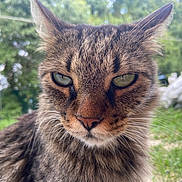 Miso is registered to the contest to win money with this photo: cat, tabby, close_up, outdoor, greenery, animal, pet, whiskers, fur, nature, eyes, face, mammal, wildlife, portrait, cute, feline, focus, blurred_background, daylight