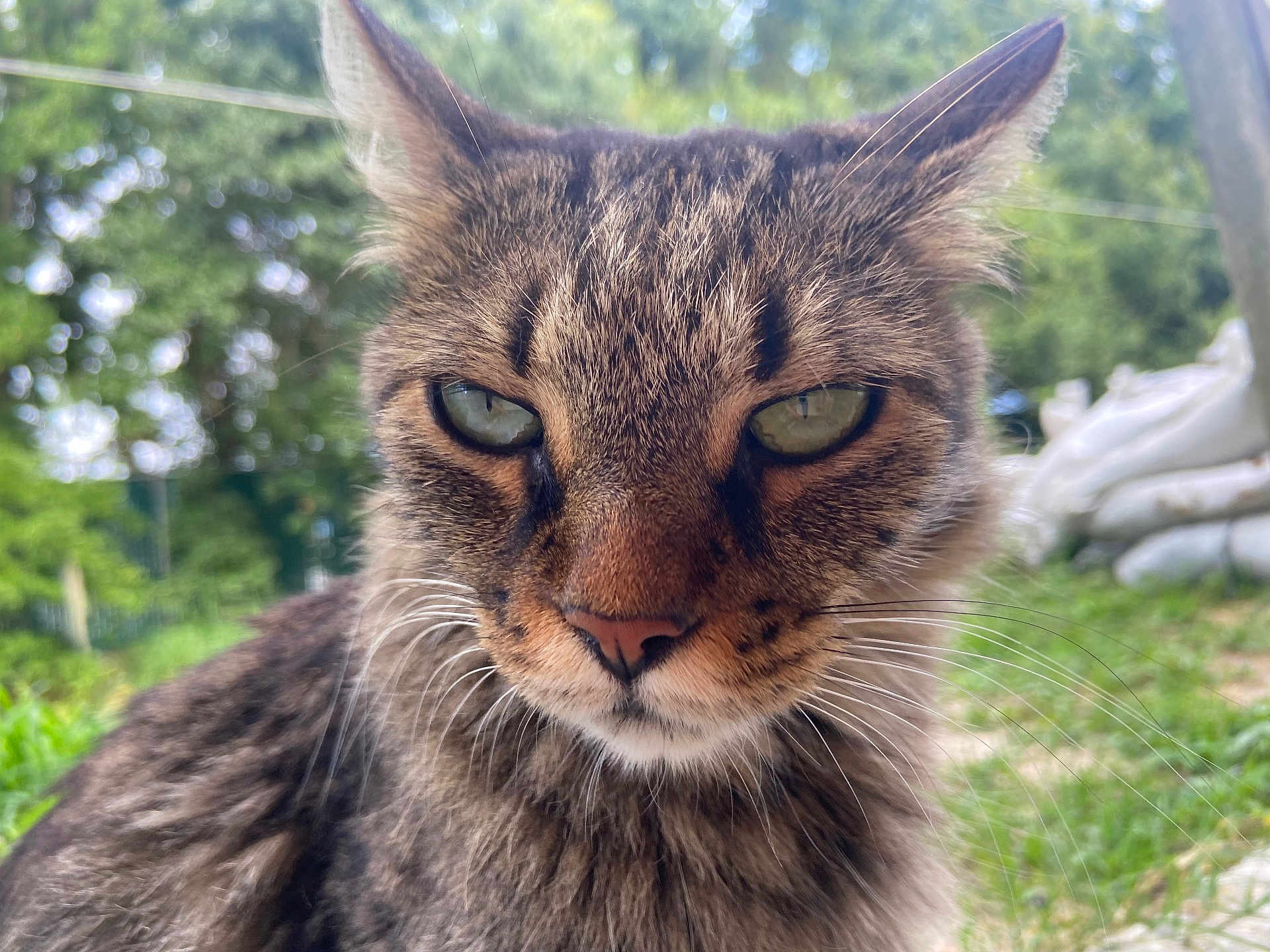 Miso is registered to the contest to win money with this photo: cat, tabby, close_up, outdoor, greenery, animal, pet, whiskers, fur, nature, eyes, face, mammal, wildlife, portrait, cute, feline, focus, blurred_background, daylight