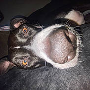 Sampson is registered to the contest to win money with this photo: dog, close_up, nose, black_and_white, pet, animal, indoor, resting, curious, ears, whiskers, face, fur, canine, portrait, looking, cute, laying, domestic_animal, companion