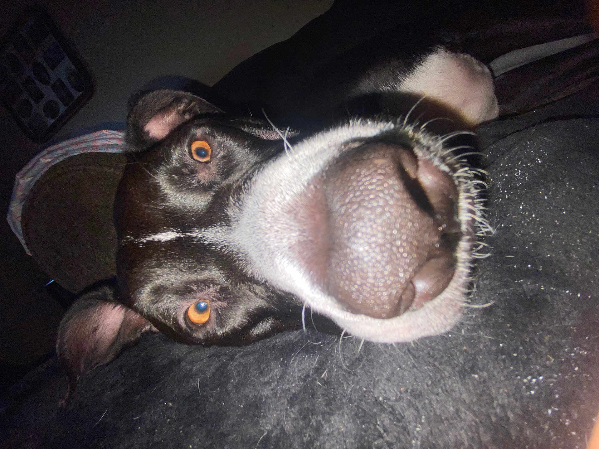 Sampson