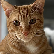 Hermes a rejoint le concours — aidez-le/la à gagner de superbes lots ! cat, ginger_cat, tabby, close_up, pet, animal, feline, whiskers, paws, soft_texture, blanket, indoor, resting, portrait, cute, eyes, fur, domestic_cat, focus, calm