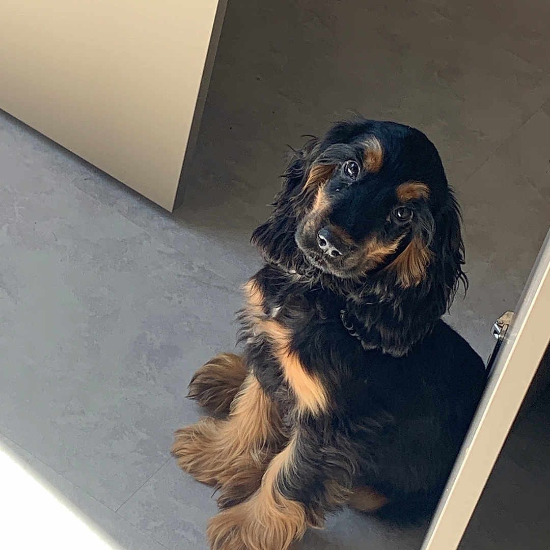 Oslo a rejoint le concours — aidez-le/la à gagner de superbes lots ! airedale, animal, canine, cockerspaniel, den, dog, dogbed, hound, indoors, interiordesign, papillon, pet, puppy, slate, terrier, wood