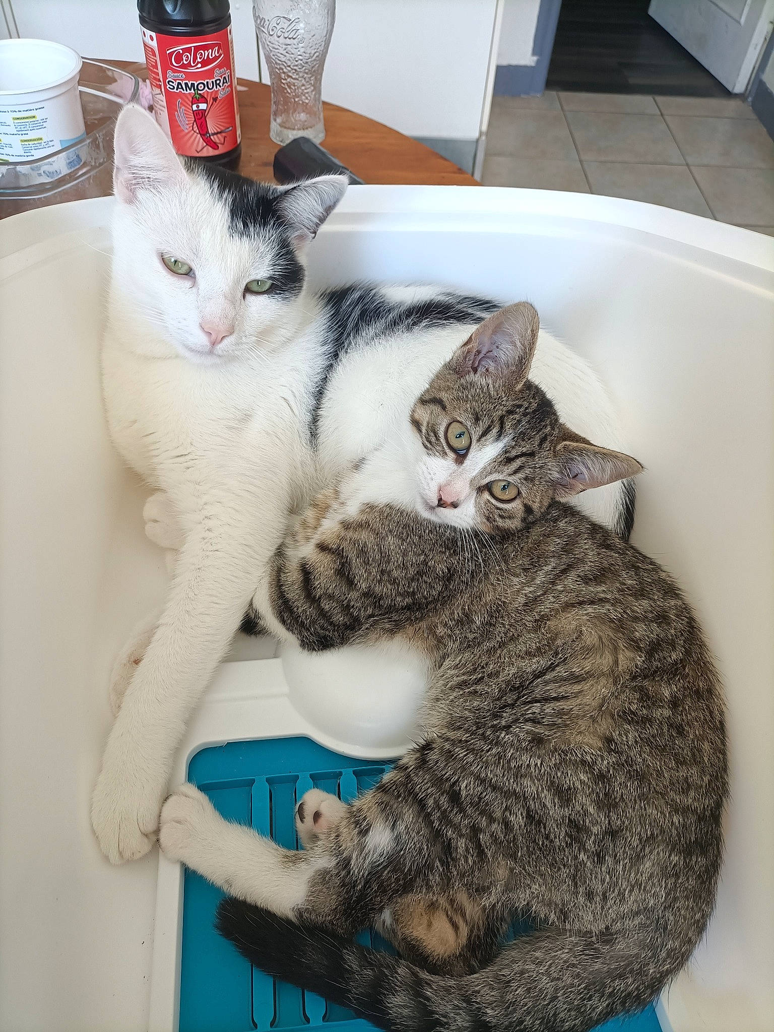 Tarzan a rejoint le concours — aidez-le/la à gagner de superbes lots ! bottle, carbonated_soft_drinks, carnivore, cat, claw, coca_cola, cola, comfort, domestic_short_haired_cat, drink, felidae, fur, paw, serveware, small_to_medium_sized_cats, soft_drink, tail, tin_can, whiskers