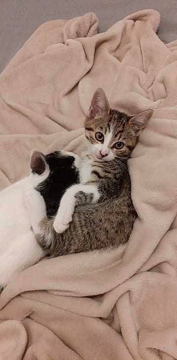 Tarzan a rejoint le concours — aidez-le/la à gagner de superbes lots ! bed, bedding, carnivore, cat, claw, comfort, domestic_short_haired_cat, felidae, fur, grey, linens, paw, sitting, small_to_medium_sized_cats, tail, terrestrial_animal, whiskers