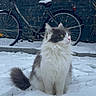 June a rejoint le concours — aidez-le/la à gagner de superbes lots ! cat, snow, bicycle, brick_wall, winter, outdoor, animal, fluffy, gray, white, sitting, curious, nature, cold, tree_branches, paw_prints, quiet, daylight, fur, background