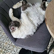 June a rejoint le concours — aidez-le/la à gagner de superbes lots ! cat, chair, fluffy, relaxed, indoor, pet, feline, sprawled, belly_up, gray, white, tile_floor, wooden_table, home, cozy, resting, fur, paw, cute, comfy