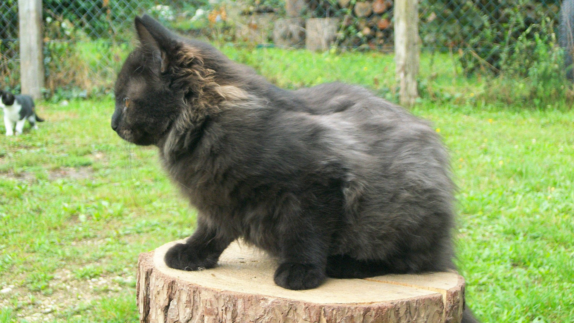 Souky participe au concours pour gagner de l'argent avec cette photo : black_cat, british_longhair, canidae, carnivore, cat, dog_breed, domestic_short_haired_cat, felidae, fur, grass, plant, small_to_medium_sized_cats, snout, tail, terrestrial_animal, whiskers, wildlife, wood, zoo