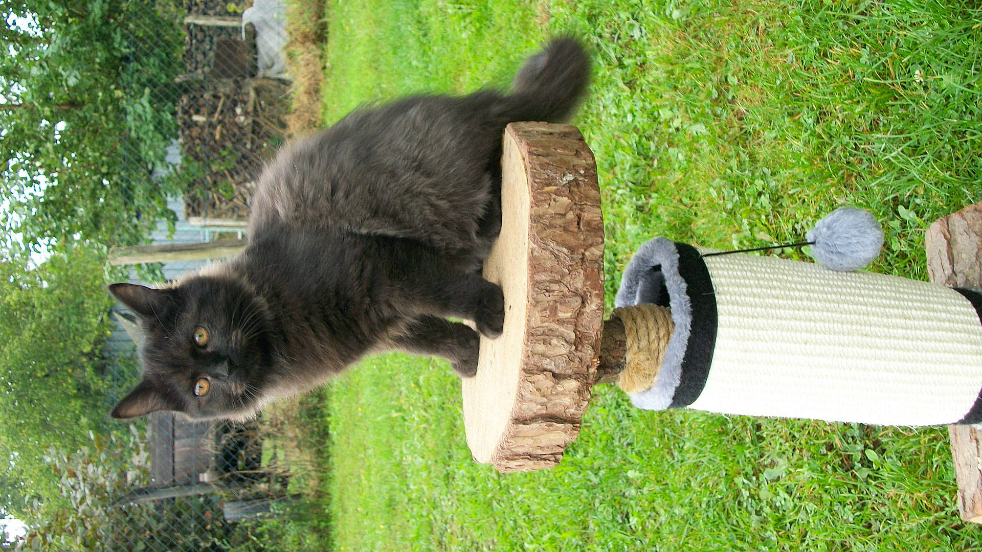 Souky participe au concours pour gagner de l'argent avec cette photo : black_cat, carnivore, cat, domestic_short_haired_cat, felidae, fur, grass, green, groundcover, plant, shrub, small_to_medium_sized_cats, snout, tail, terrestrial_animal, tree, trunk, whiskers, wildlife, wood