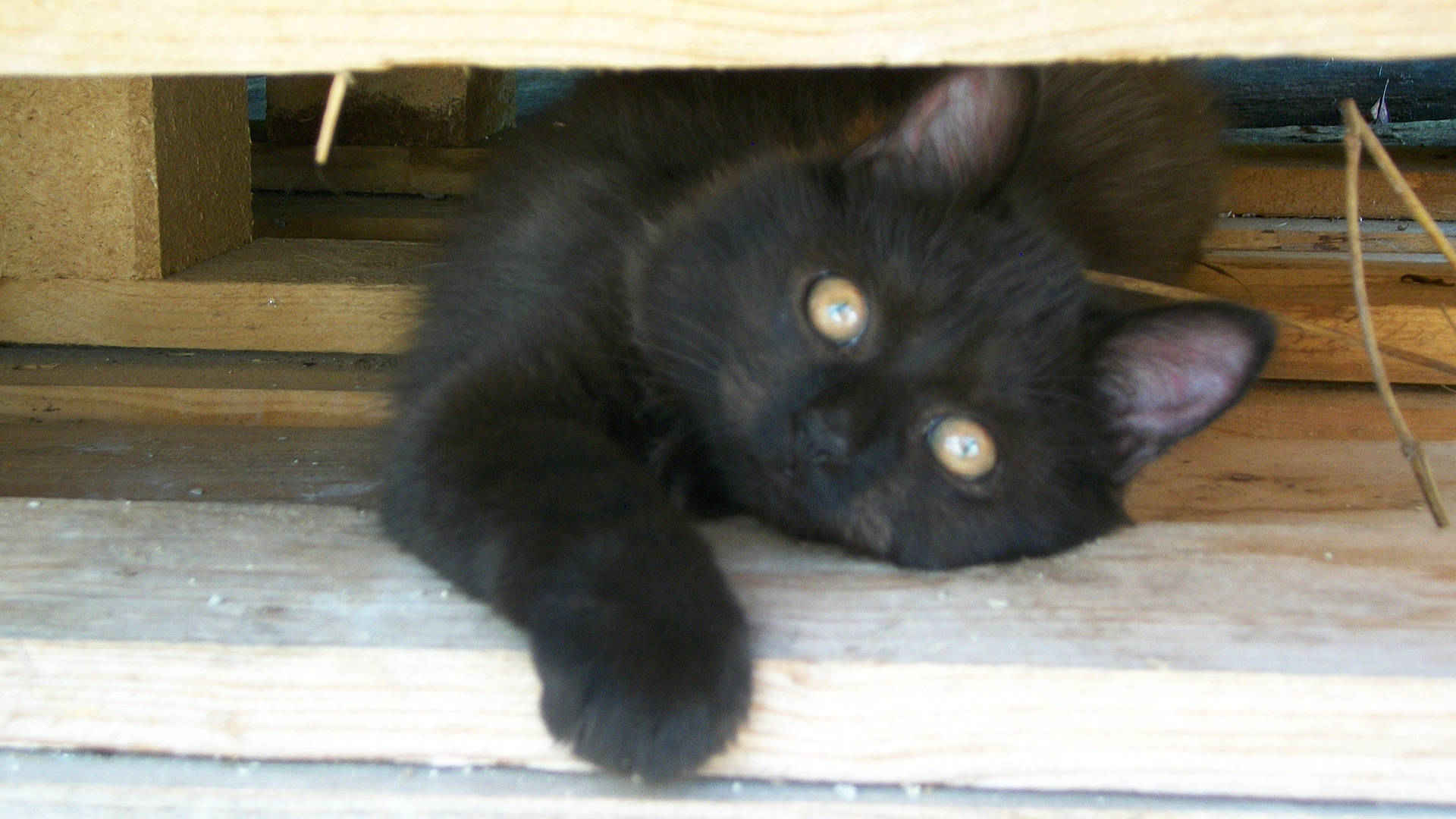 Souky participe au concours pour gagner de l'argent avec cette photo : black_cat, bombay, carnivore, cat, chartreux, claw, domestic_short_haired_cat, eye, felidae, flooring, fur, hardwood, paw, small_to_medium_sized_cats, tail, terrestrial_animal, whiskers, window, wood